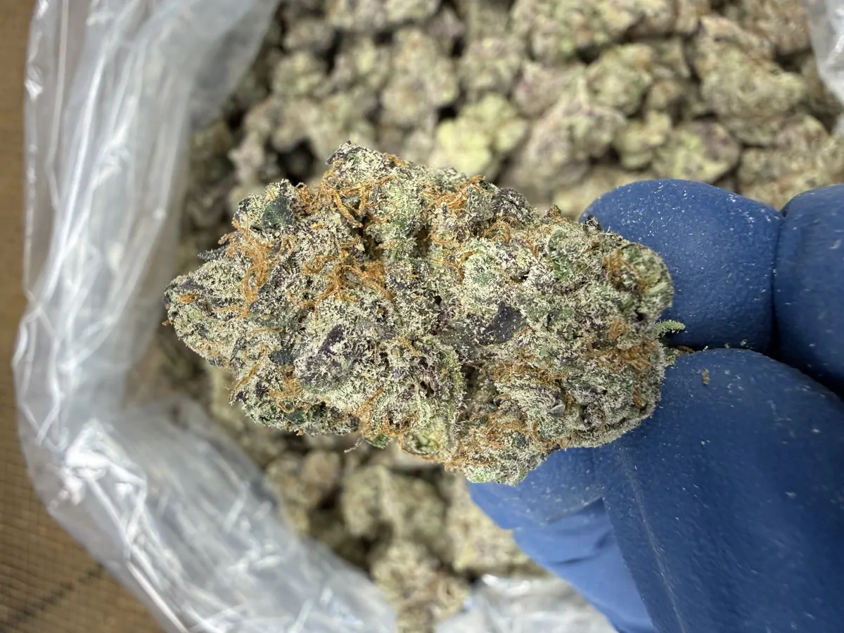 Lemon Cherry Gelato Flower